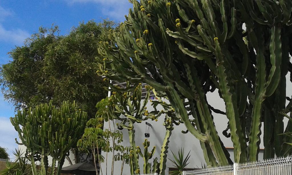 Apartamento Pardela Costa Adeje  Eksteriør bilde